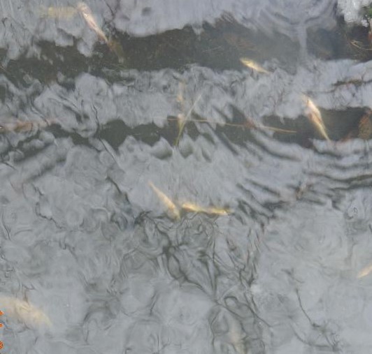 Росприроднадзор рассчитает ущерб от действий «Липецкоблводоканала», которые стали причиной замора рыбы в р. Усмань
